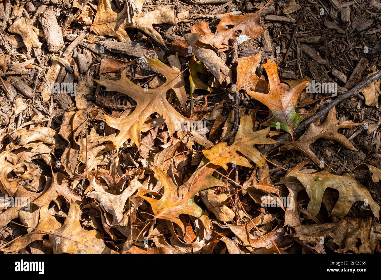 Herbstliches Laub auf dem Boden liegend Stockfoto
