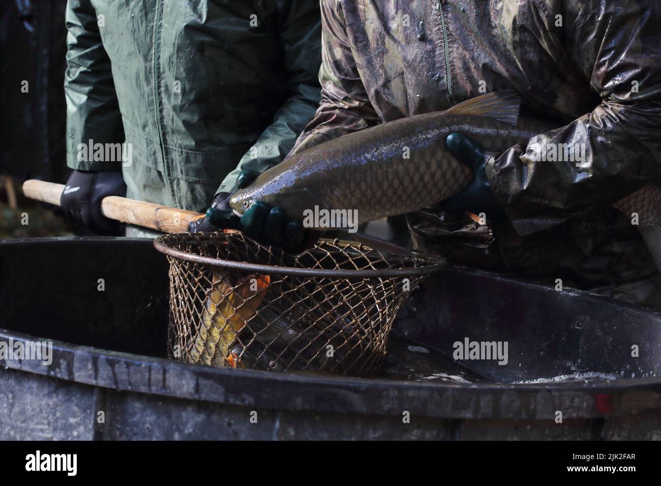 Graskarpfen im Netz beim Fang des Teiches zieht der Fischer die Fische aus dem Netz Stockfoto