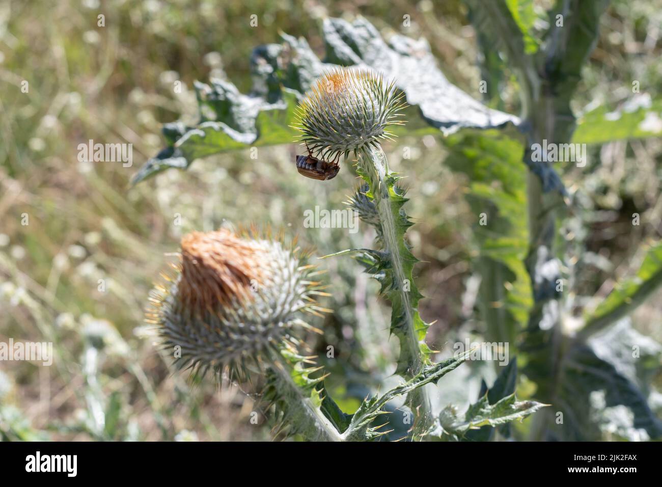 Hahnenkäfer hängt unter dem Blütenkopf einer Kratzdistel Stockfoto