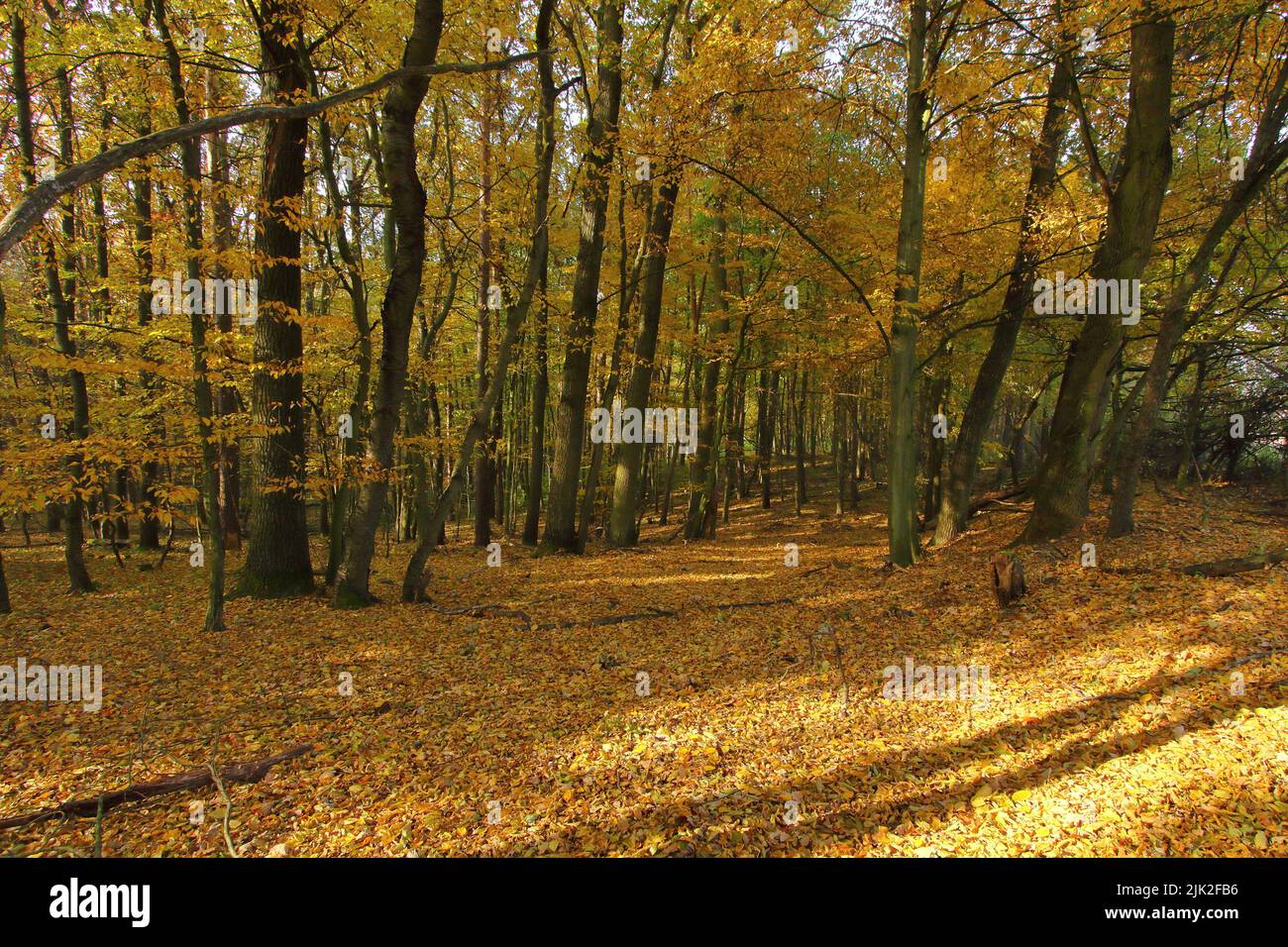 Herbstansicht des Inneren des Waldes mit gefallenen gelben Blättern aus Linde und Eiche Stockfoto