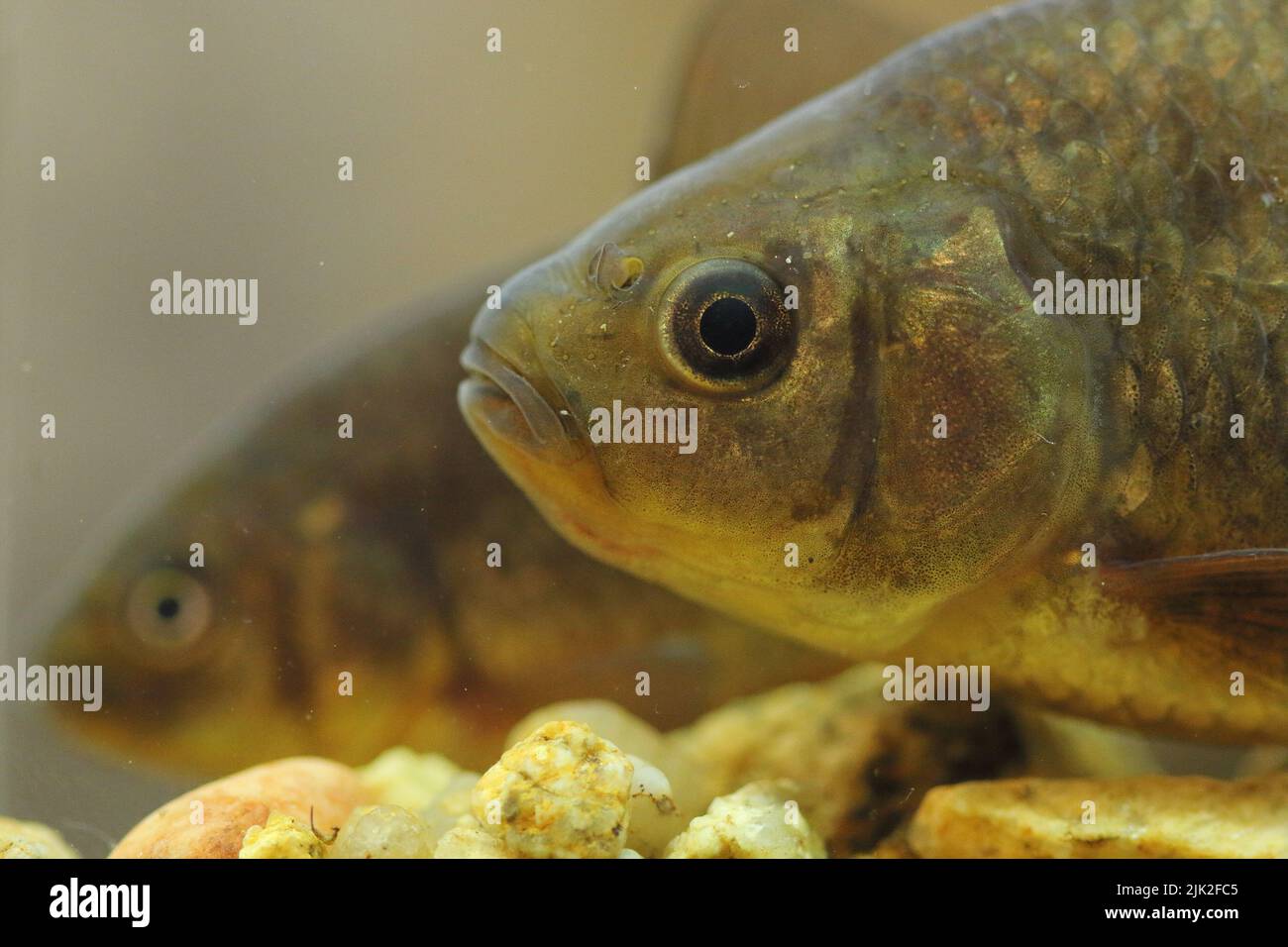 Der Karauschen Karpfen (Carassius carassius) in einem Unterwasserlebensraum Stockfoto