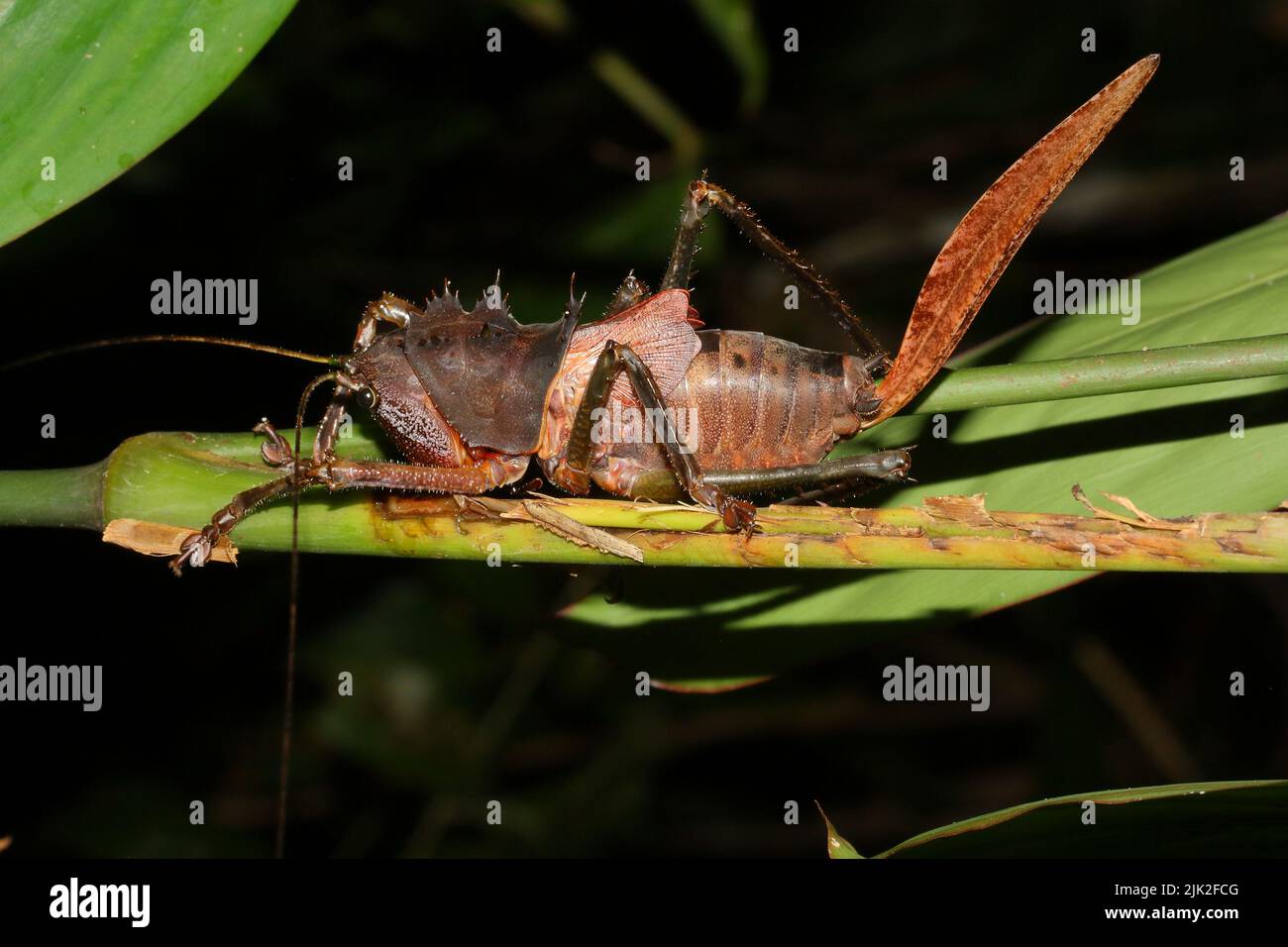 Eine tropische Cricket Lesina (Ellatodon) Blanchardi in natürlichen Lebensraum Stockfoto