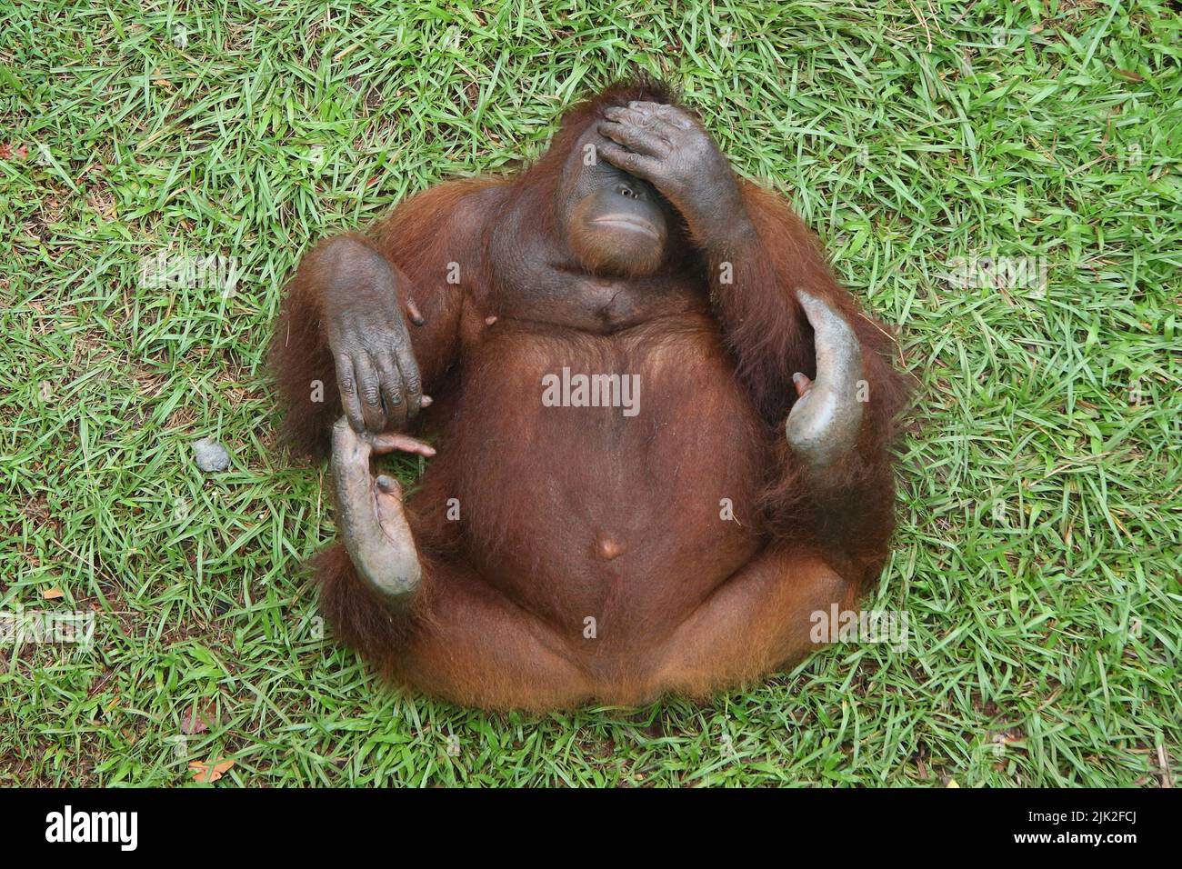 Bornean Orangutan - Pongo pygmaeus, der Orangutan, der auf dem Rücken liegt, bedeckt seine Augen Stockfoto