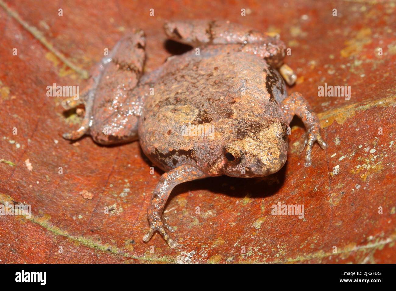 Matang-Schmalmäugiger Frosch - Microhyla borneensis in natürlichem Lebensraum Stockfoto