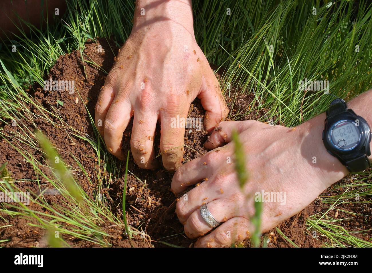 Hände eines Mannes (Entomologe), der ein Loch in einen Ameisenhaufen gräbt Stockfoto
