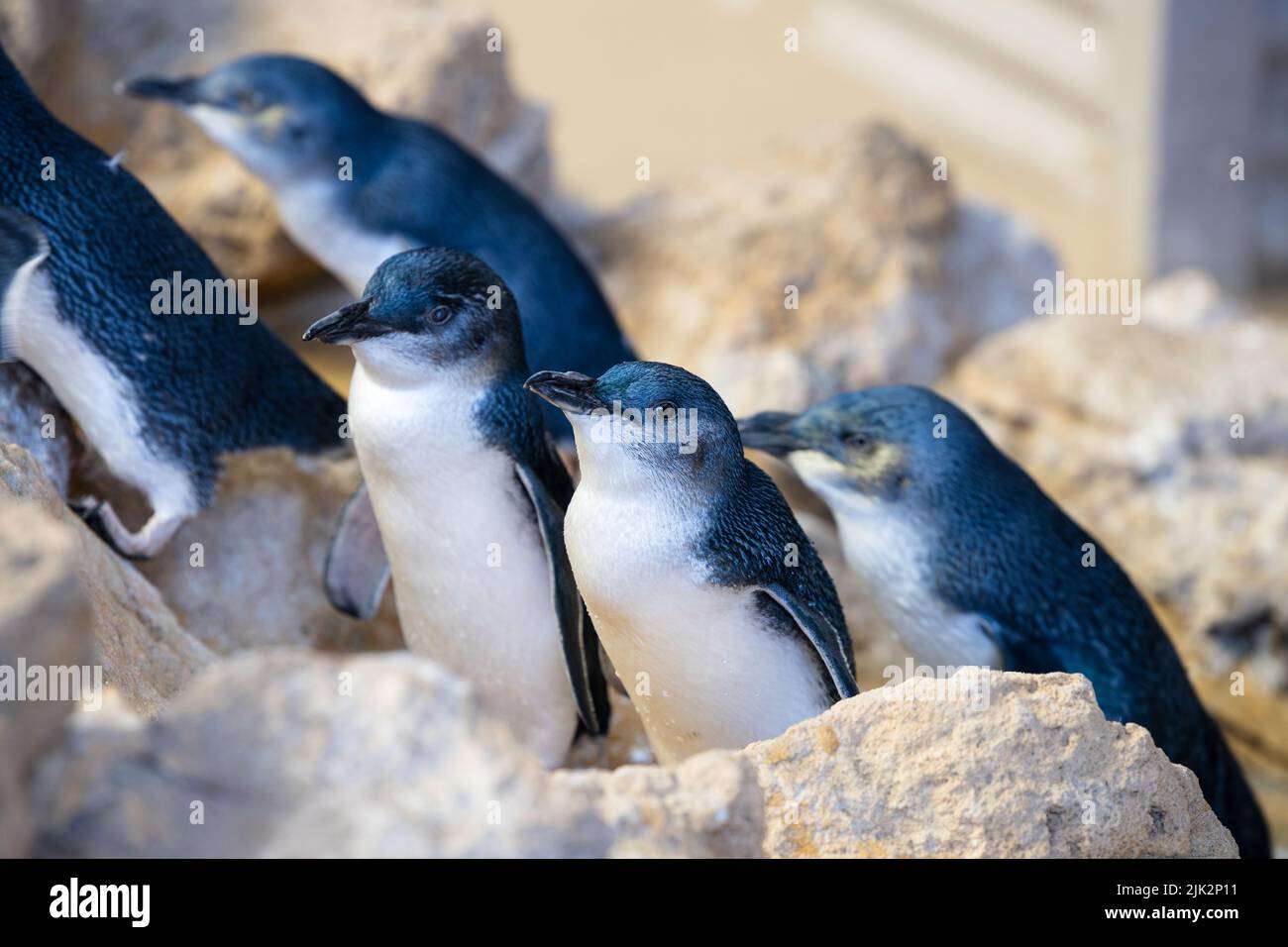 Little Penguin steht unter anderen Pinguinen und wartet im Penguin Island Conservation Centre, Rockginham, Westaustralien, auf Futter Stockfoto