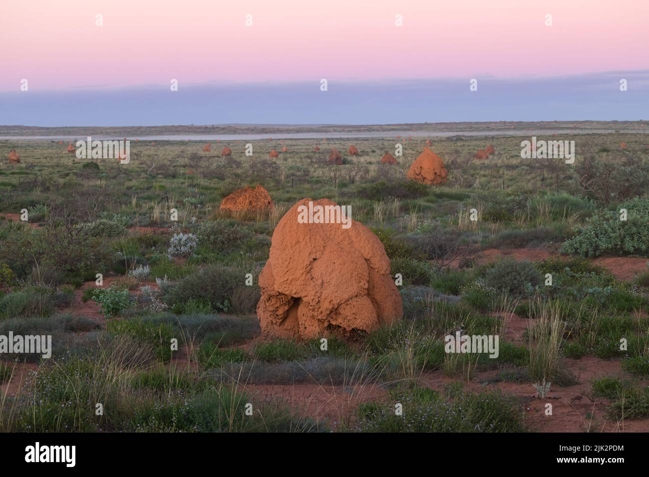 Schönes Termiten-Feld um die Sonnenuntergangszeit in Exmouth, Westaustralien Stockfoto