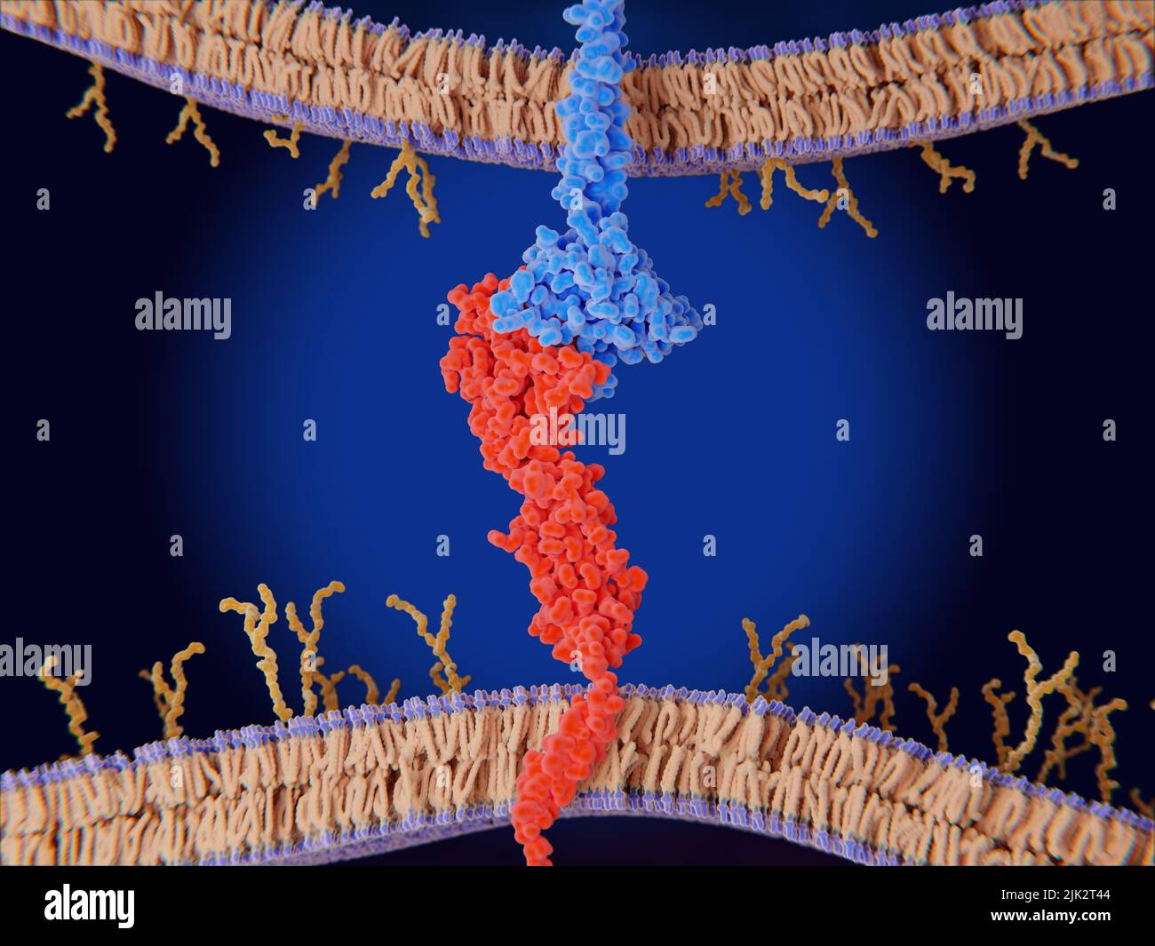 Abbildung zeigt die Bindung zwischen PD-L1 (programmierter Zelltod-Ligand 1, rot) auf der Oberfläche einer Krebszelle und dem Immuncheckpunkt PD-1 (programmiertes Zelltod-Protein 1, blau) auf einer T-Zelle. Diese Bindung hemmt die T-Zelle daran, andere Zellen, einschließlich Krebszellen, abzutöten. Stockfoto
