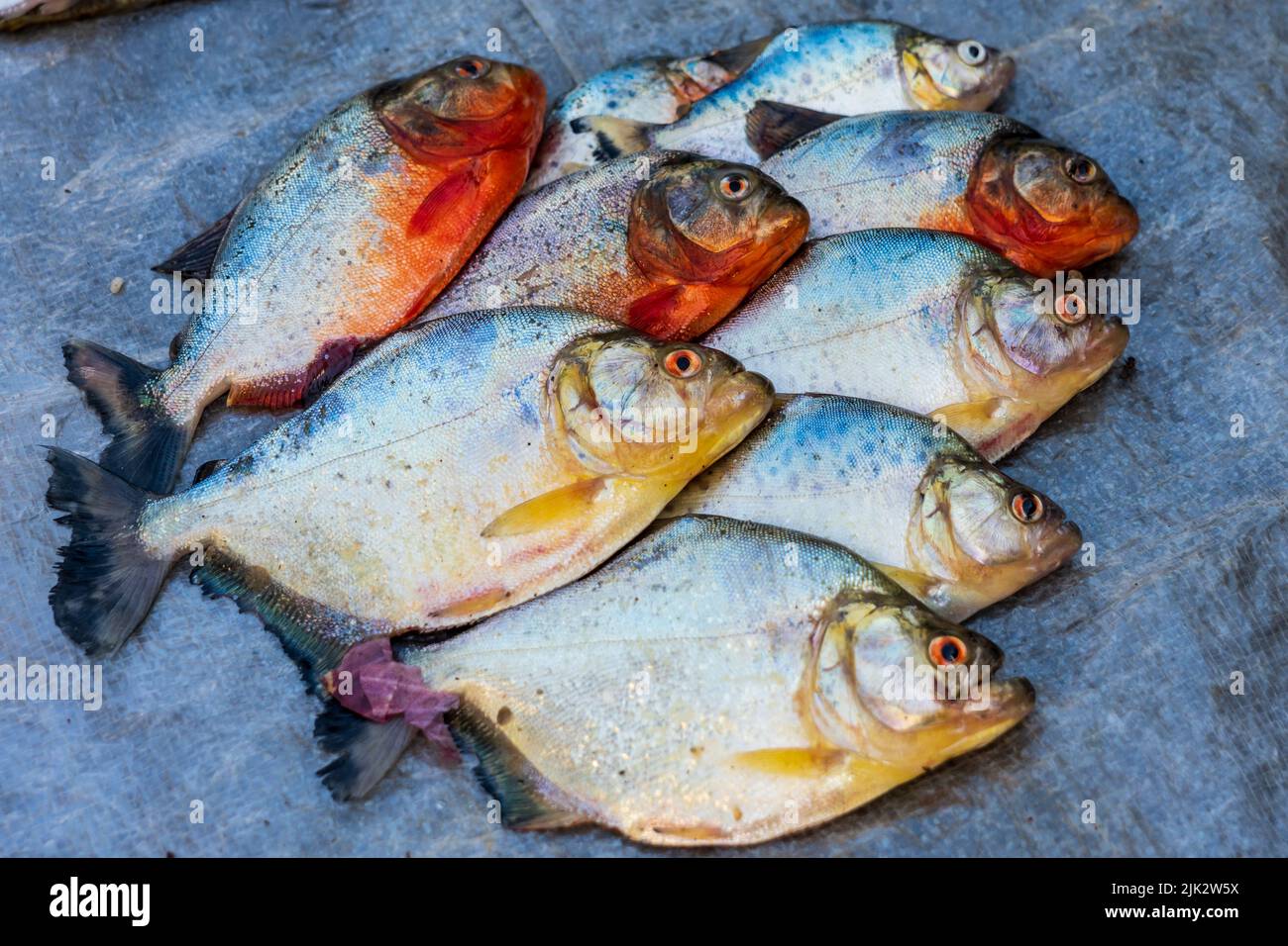 Rotbauchige Piranha (Pygocentrus nattereri) Fische zum Verkauf auf dem Belen Markt in Peru Stockfoto