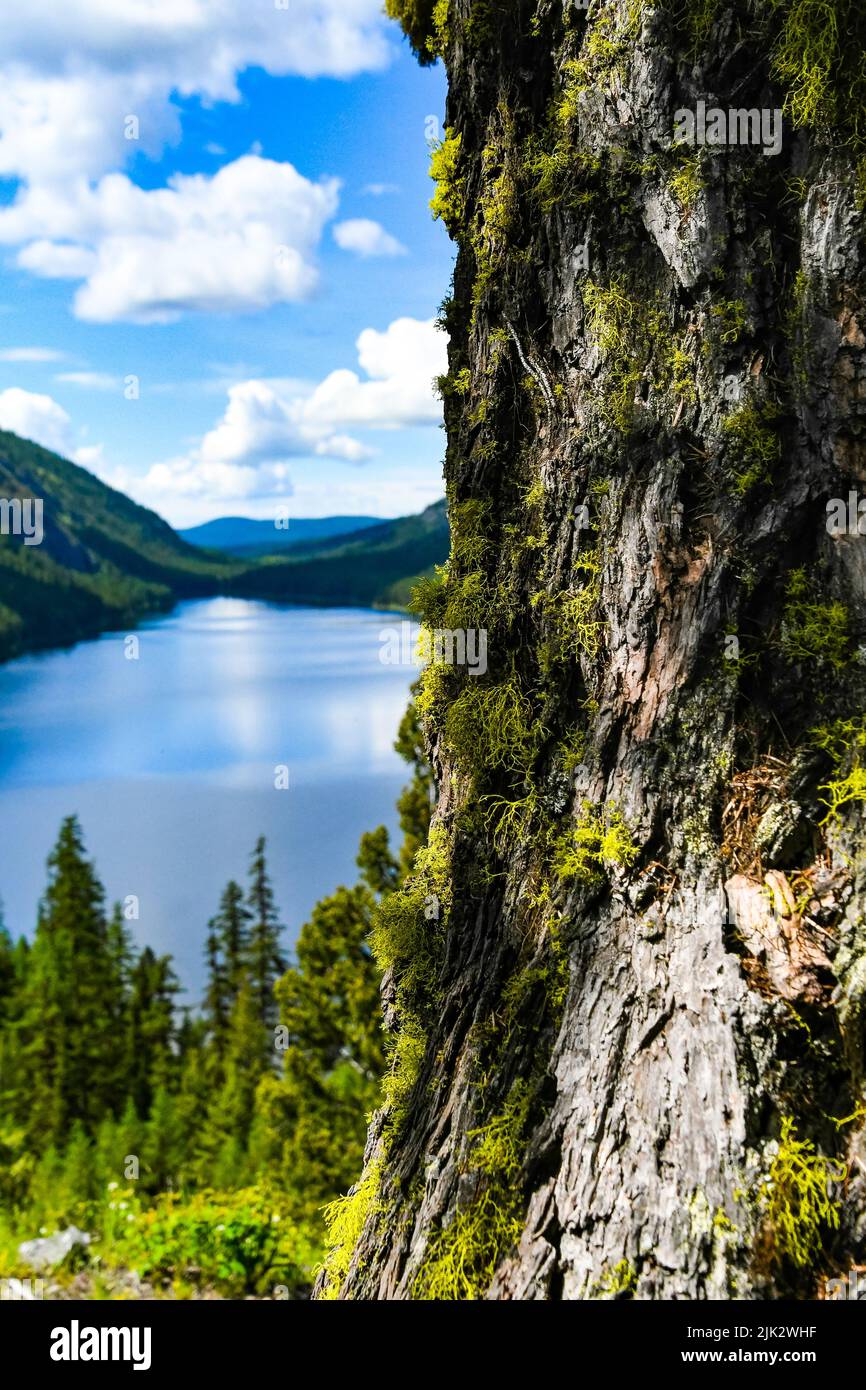 Flechten, die auf der Rinde einer Douglas-Tanne wächst, mit Conkle Lake im Hintergrund Stockfoto