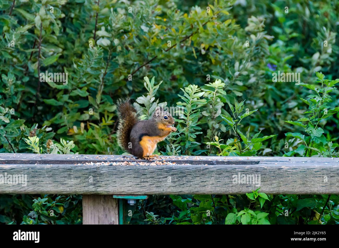 Fuchshörnchen (Sciurus niger) Eichhörnchen sitzt auf einem Futterhäuschen auf einem Spaziergang im Wald Stockfoto