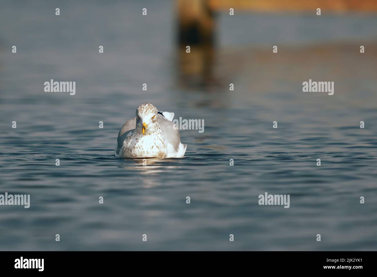 Ringmöwe (Larus delawarensis) im Blackwater National Wildlife Refugium. Maryland. USA Stockfoto