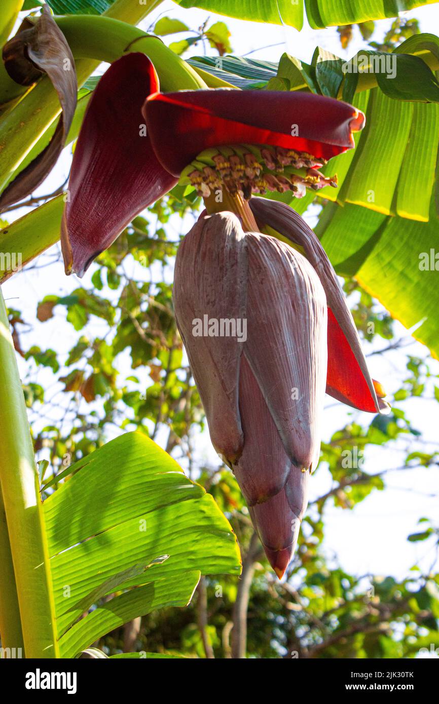 Bananenblüte oder Jantung pisang oder Musa paradisiaca auf Baum Stockfoto