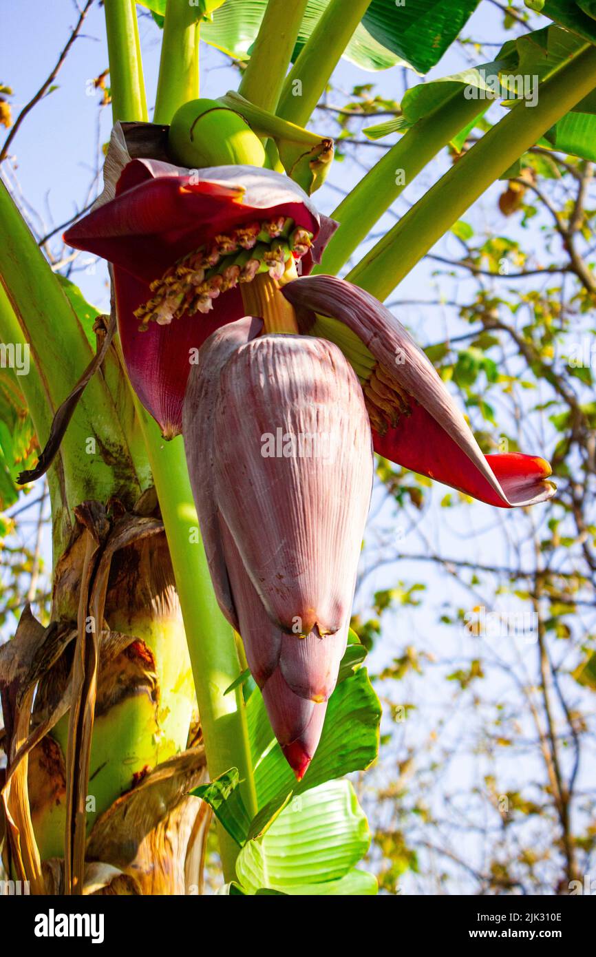 Bananenblüte oder Jantung pisang oder Musa paradisiaca auf Baum Stockfoto