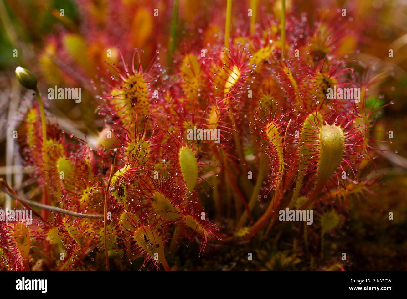 Rote Blätter des englischen Sonnentauers (Drosera anglica), Norwegen Stockfoto