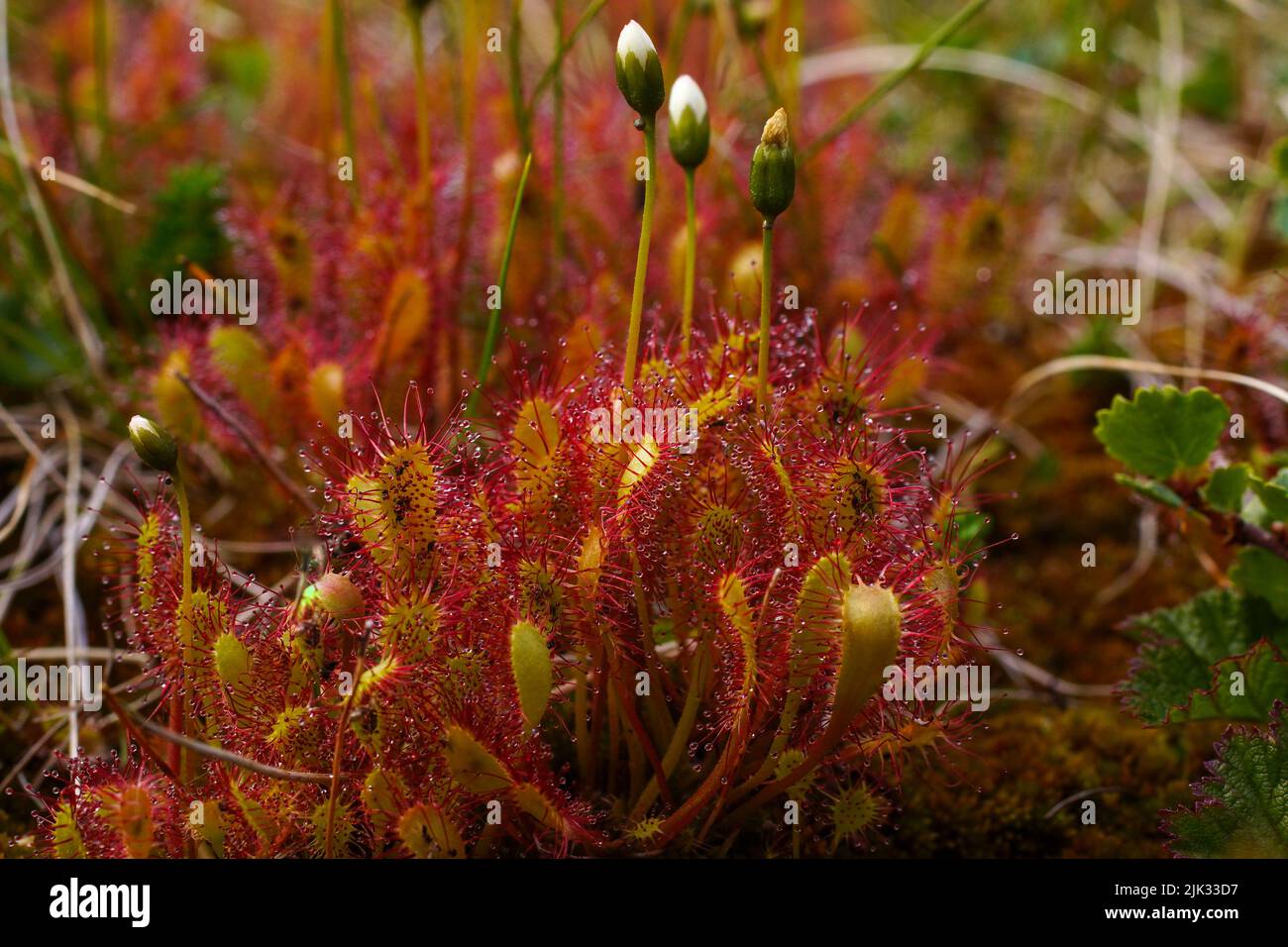 Rote Blätter des englischen Sonnentauers (Drosera anglica), Norwegen Stockfoto