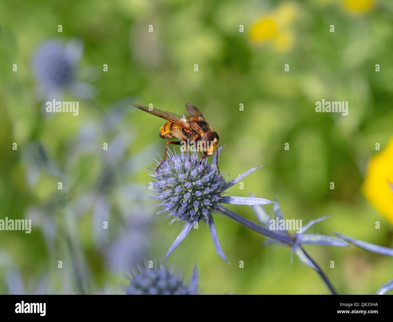 Volucella zonaria Hornet Hoverfly Fütterung auf See Stechpalme Ende Juli Stockfoto