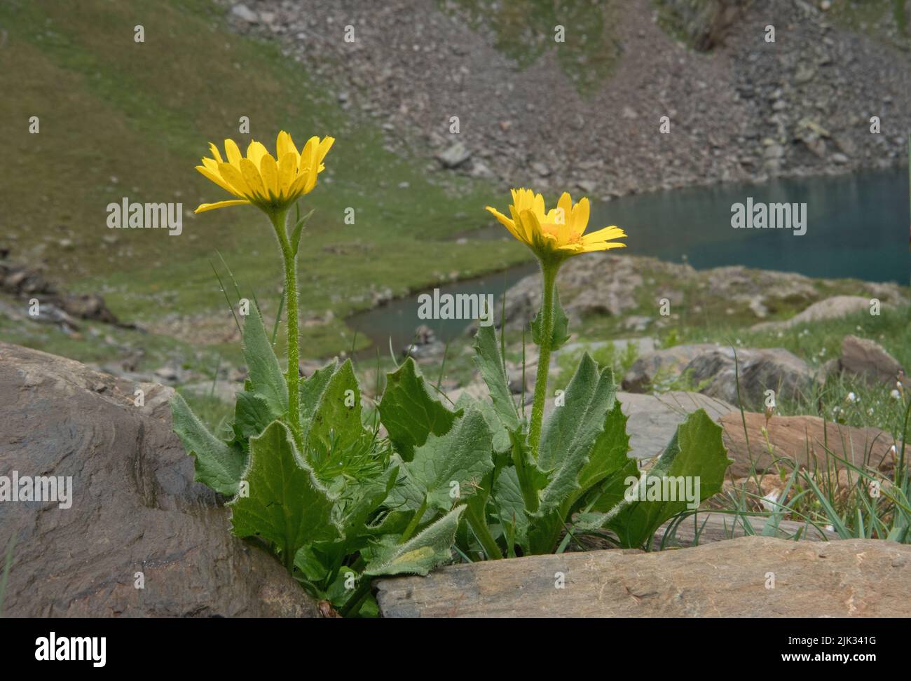 Gelbe Blüten von Doronicum grandiflorum in einer alpinen Landschaft, im Hintergrund ein Bergsee Stockfoto