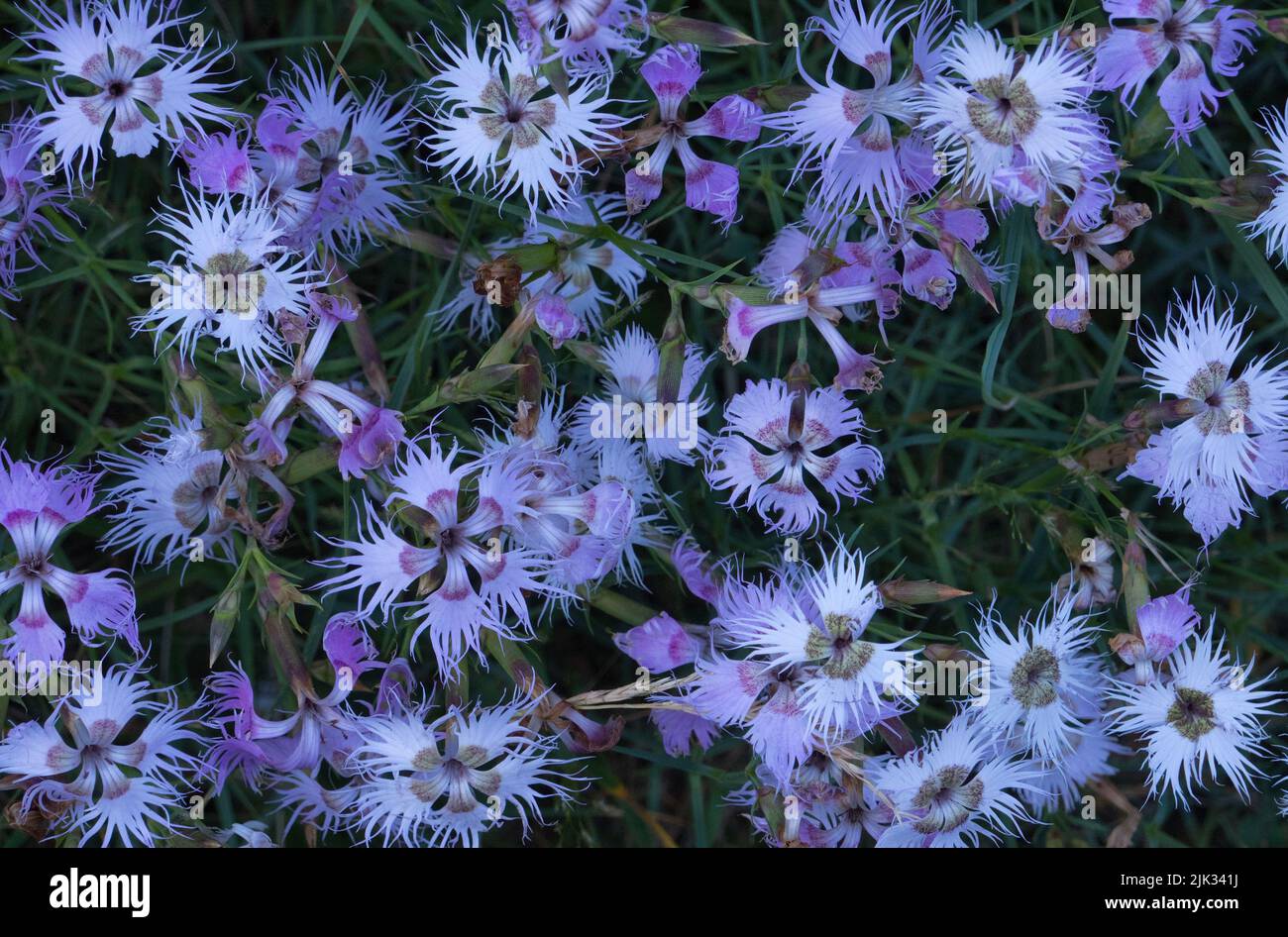 Wildblumen, rosa, lavendelfarben bis weiß, mit tief geschnittenen, gesäumten Blütenblättern Stockfoto