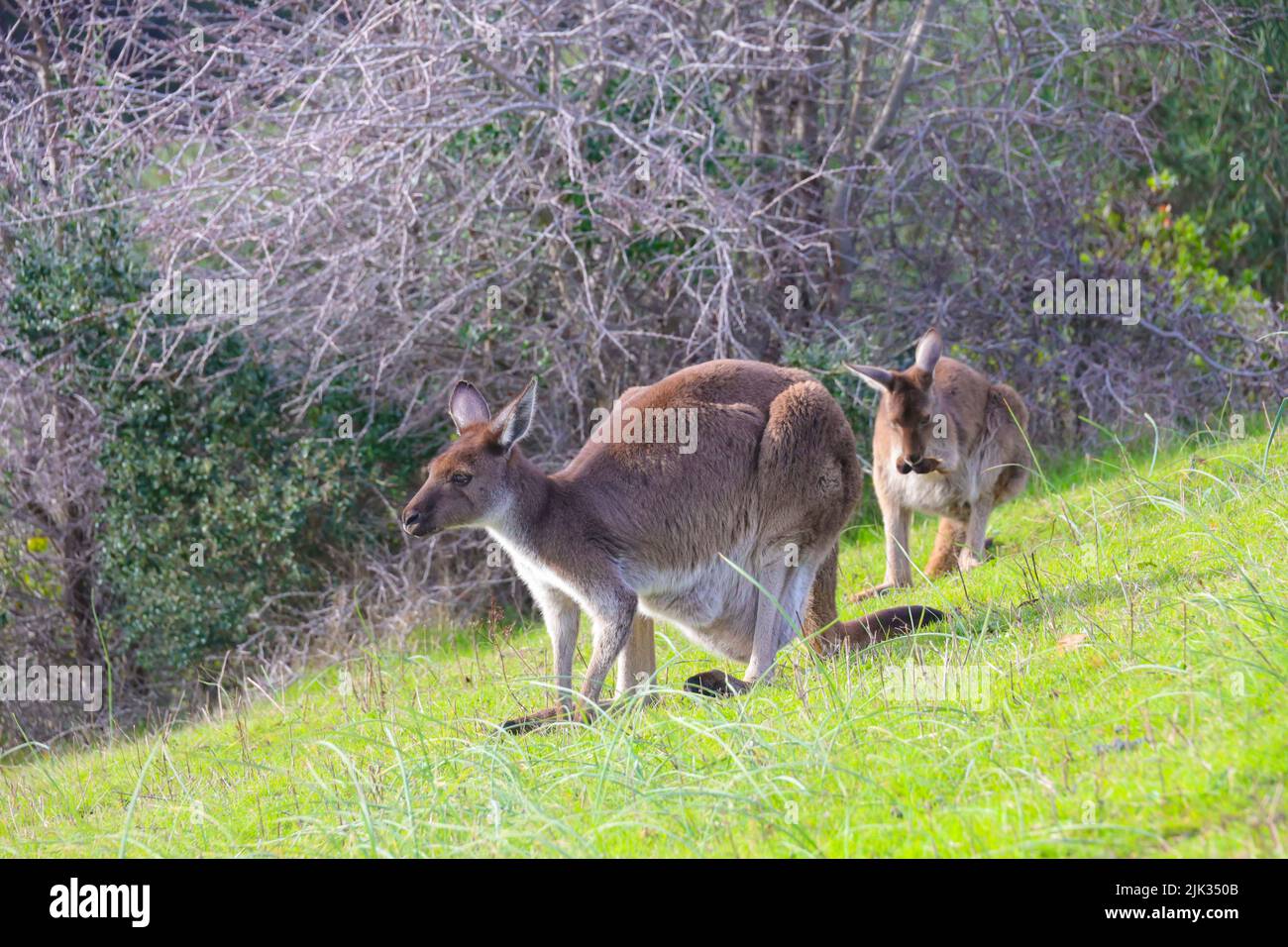 Kängurus sonnen sich im Cleland National Park in Südaustralien. Stockfoto