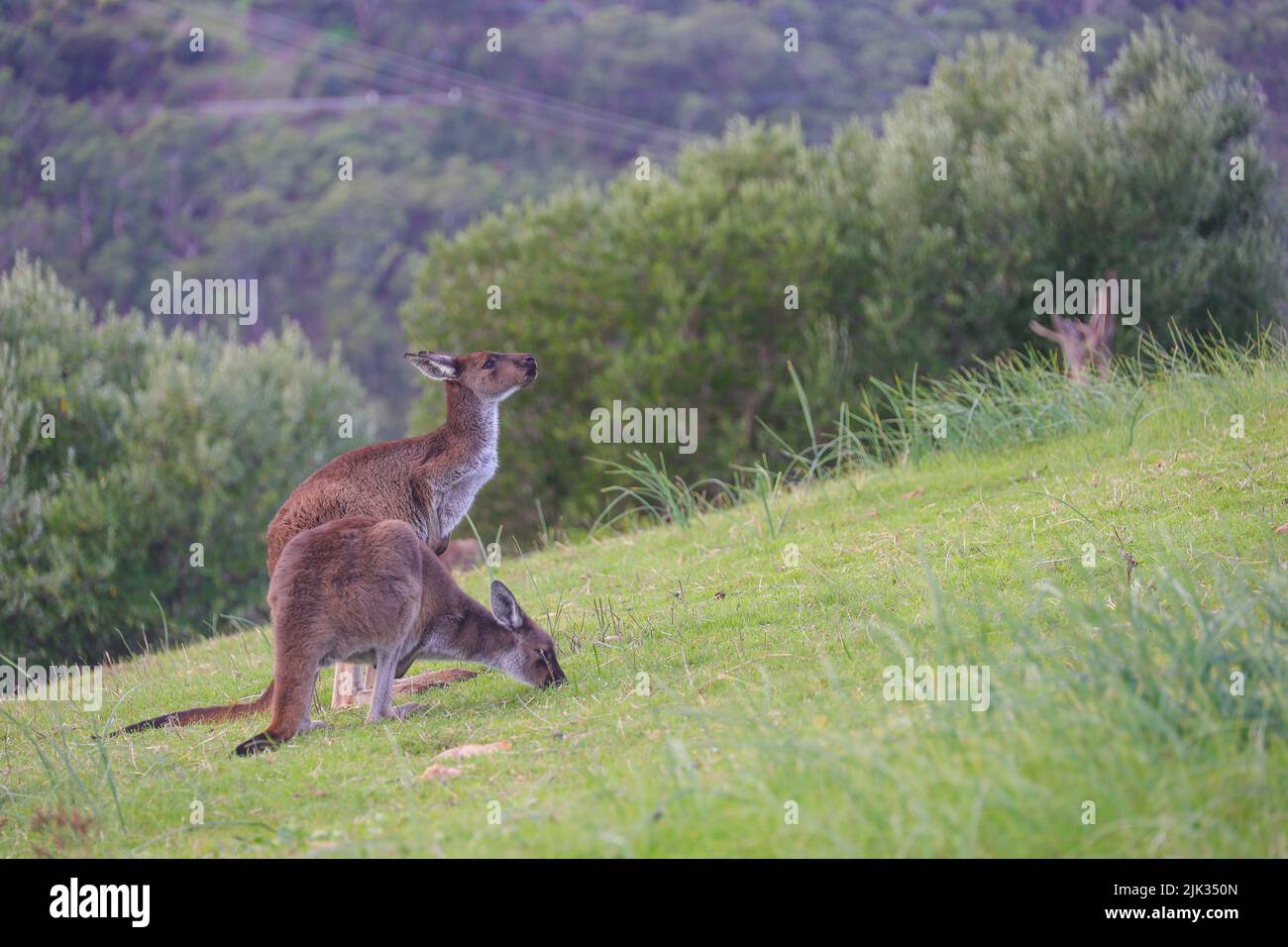 Kängurus sonnen sich im Cleland National Park in Südaustralien. Stockfoto