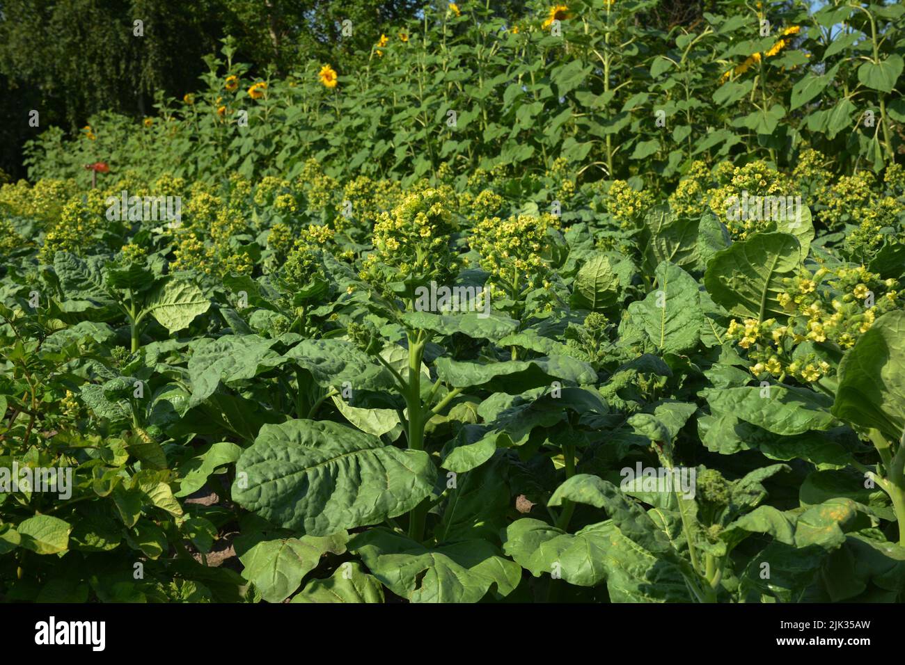 Anbau von Nicotiana rustica, Azteken-Tabak oder starkem Tabak. Blühende Nicotiana tabacum Pflanze mit gelben Blüten braucht Totheading, um besser zu fördern Stockfoto