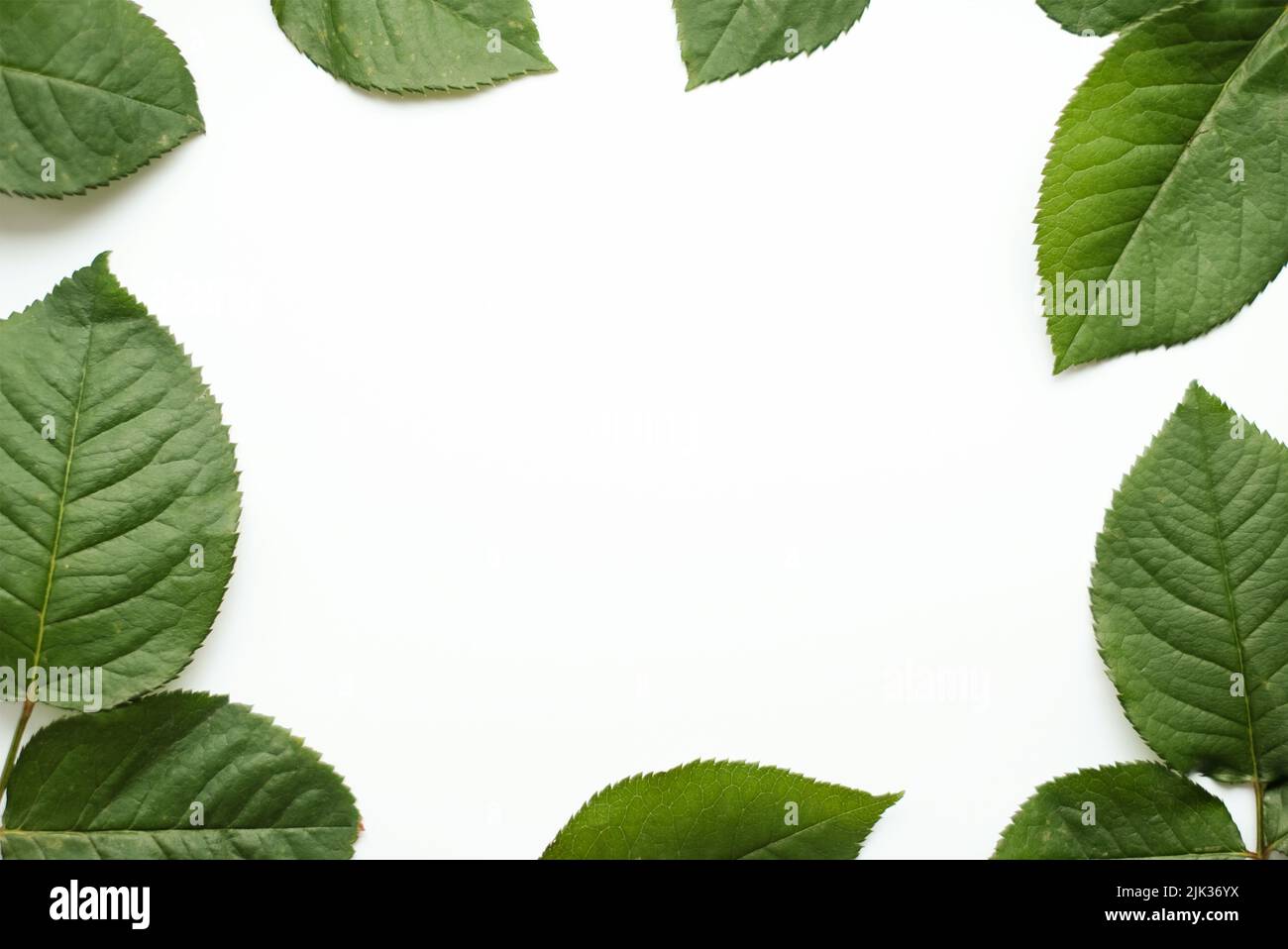 Hinterlässt die Komposition. Rahmen aus grünen Blättern auf weißem Hintergrund. Stockfoto