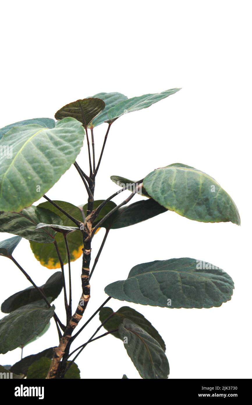 Pflanze isoliert vor einem weißen Hintergrund. Pflanze mit dem lateinischen Namen Philodendron erubescens. Kann zu Hause in Töpfen angebaut werden. Keine Menschen, niemand. Stockfoto