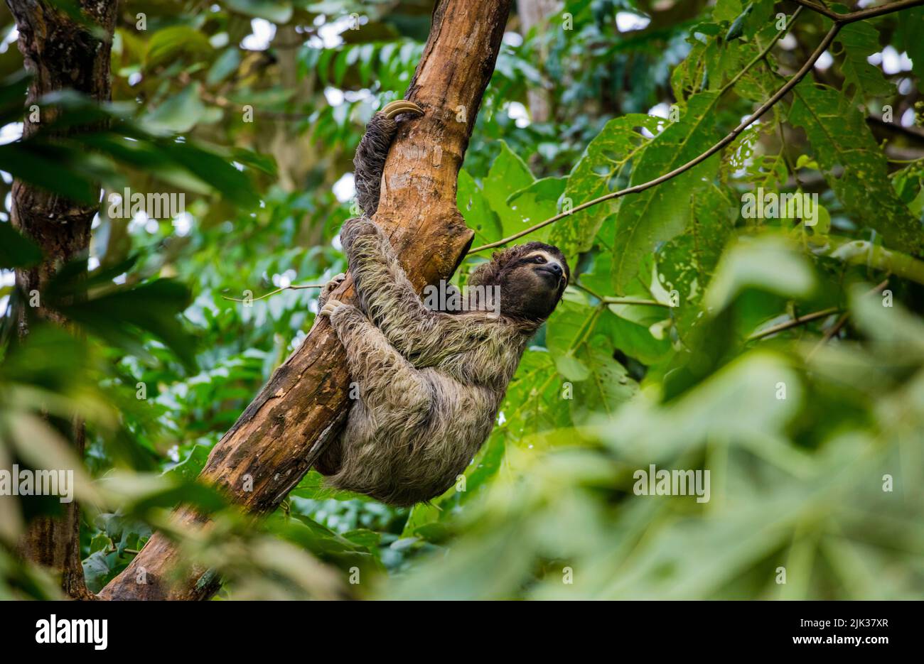 Die Tierwelt Panamas mit einem Dreizehenfaultier, Bradypus variegatus, klettert auf einen Baum in einem Regenwald in der Nähe von Albrook, Panama-Stadt, Republik Panama. Stockfoto
