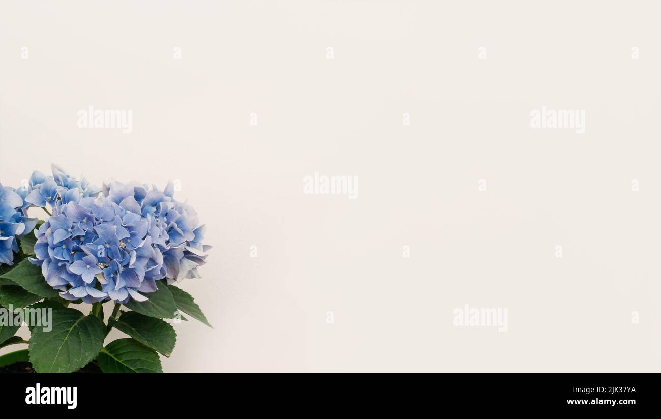 Blumen Zusammensetzung aus blauen Hortensien Blumen auf weißem Hintergrund. Stockfoto