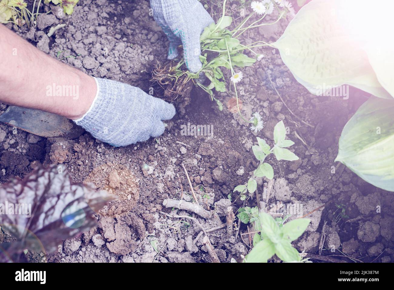 Herrenhände in Handschuhen Pflanzen die Pflanze im Boden. Gartenbau und Verbindung mit der Natur Konzept. Gartenarbeit Hobby und achtsames Leben. Selektive Fokus Stockfoto