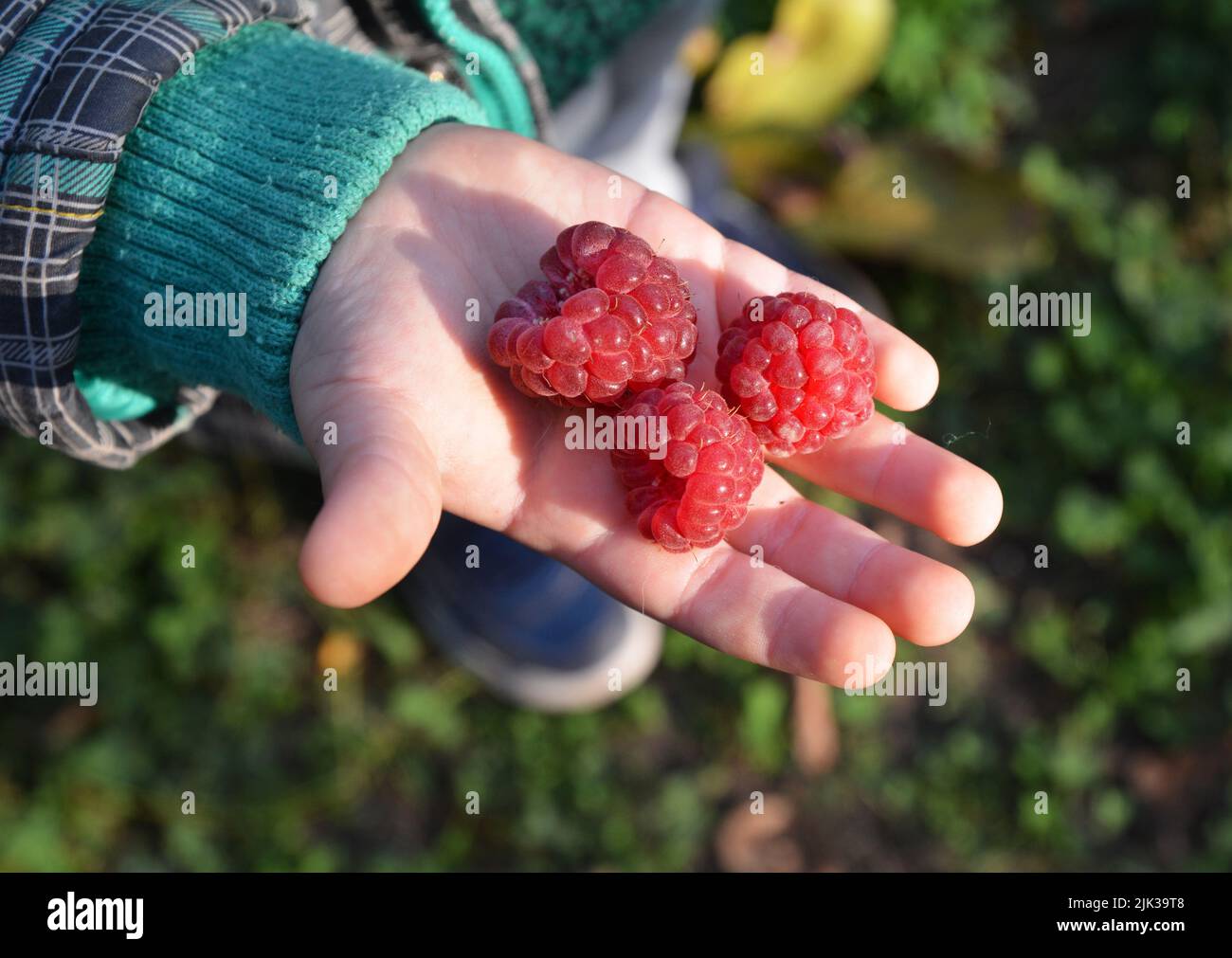 Rote Himbeer-Beeren auf der Handfläche eines Kindes. Himbeeren voller Vitamine für Kinder und Kinder. Gesundheitliche Vorteile für Kinder, die Himbeeren essen. Stockfoto