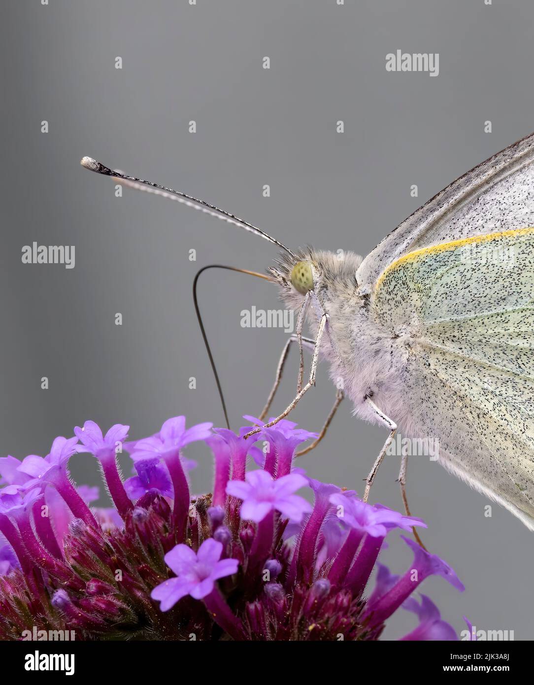 Ein weiblicher großer weißer Schmetterling (Pieris brassicae), der von einer Verbena-Blume ernährt wird Stockfoto