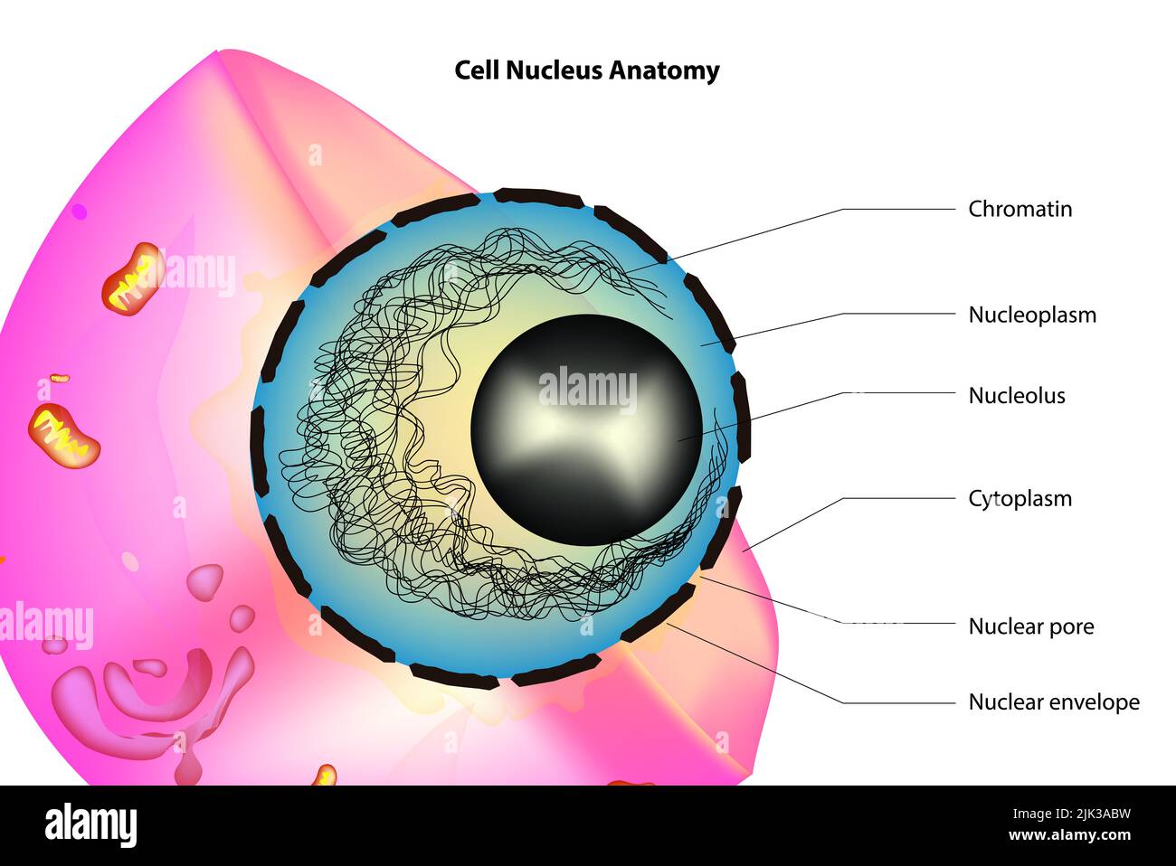 Anatomie des Zellkerns Stockfoto