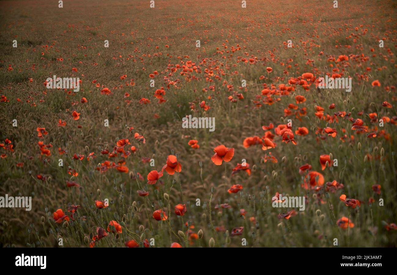 Rote Blüten von Mohnhahn in Mohnfeld in der Mitte des Abends Stockfoto