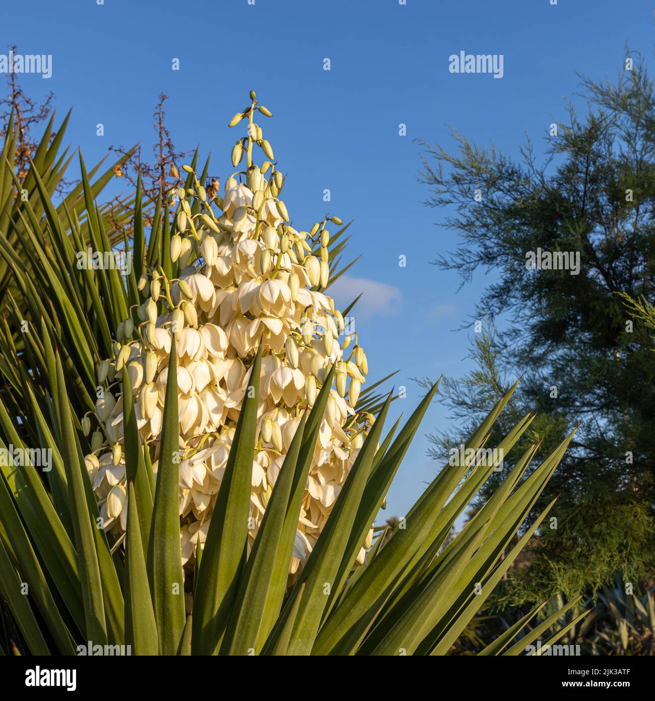 Yucca gigantea (Yucca elephantipes, Yucca guatemalensis) ist eine Yucca