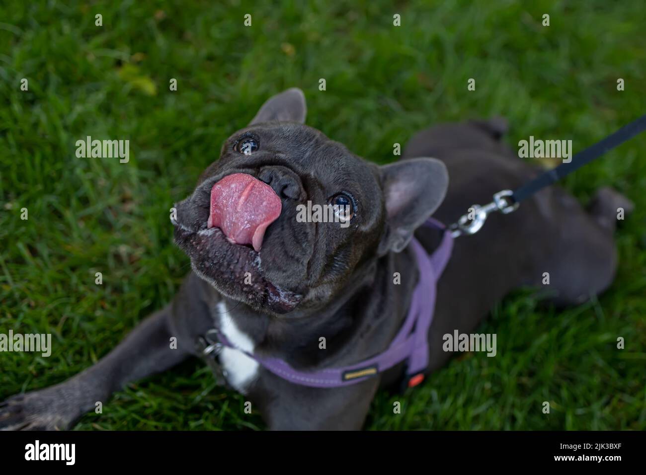 Hund französische Bulldogge liegt auf dem Rasen und streckt seine Zunge aus Hund leckt seine Lippen Stockfoto