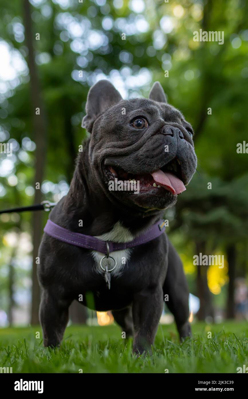 Die französische Bulldogge steht im Park und schaut weg, der Hund streckte seine Zunge vor Durst Stockfoto