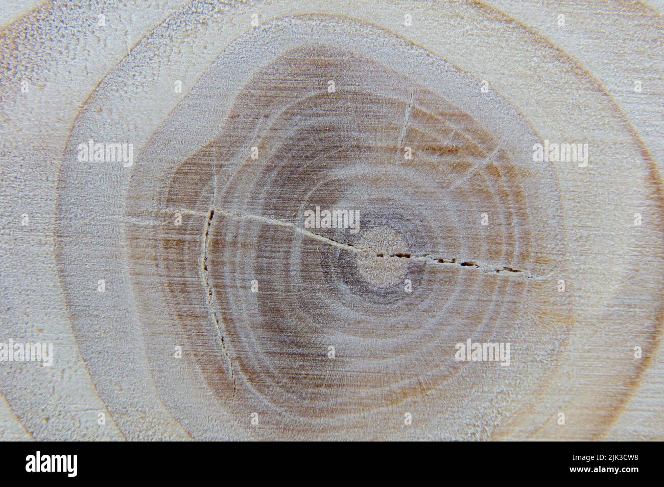 Baumknoten auf Plank Textur Nahaufnahme. Makrofotografie. Stockfoto