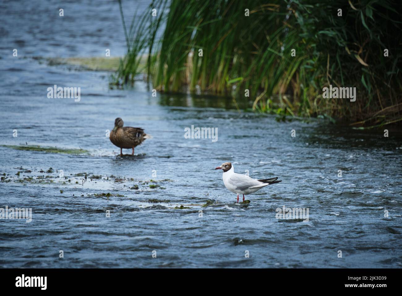 Möwe steht auf Stein mitten im Fluss Stockfoto