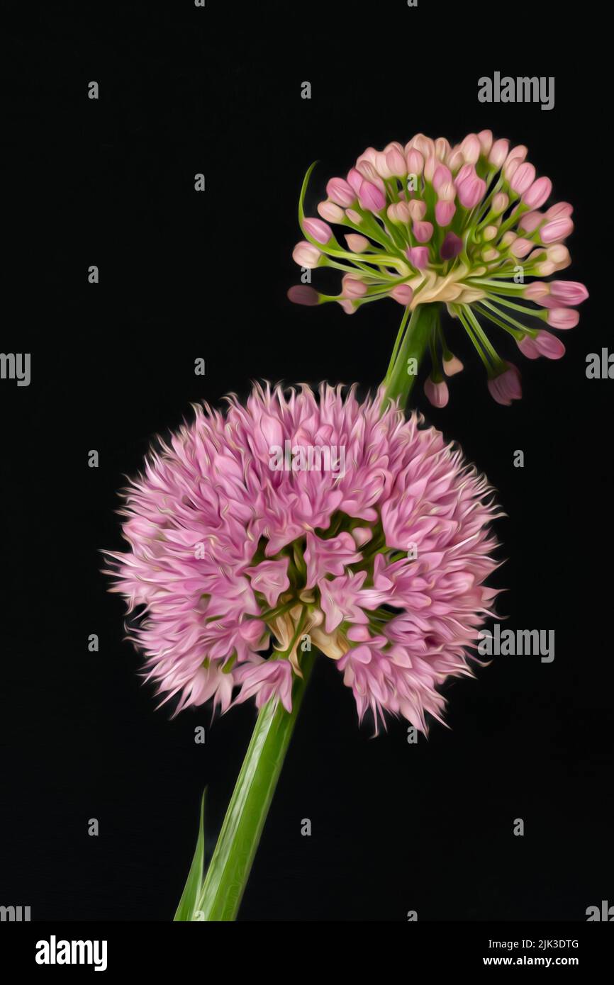 Die digitale Manipulation einer Amaryllidaceaeflower sowohl im Blütestadium als auch im Endstadium der Knospe. Stockfoto