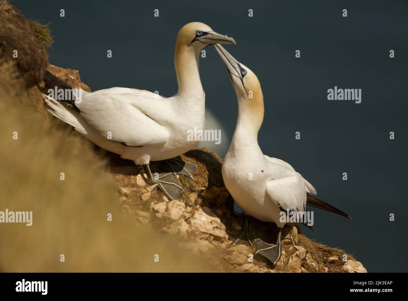 Paar nördliche Gannets (Morus bassanus) (RSPB Bempton Cliffs). Ein paar Gantets, ein umwerchendes Paarungspärchen, das Intimität zeigt. Gannet-Balz. Stockfoto