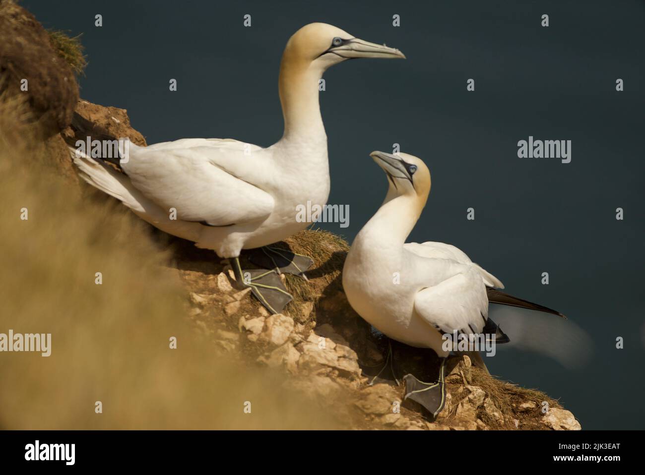 Nördliche Gannet-Kolonie (Morus bassanus) auf einer Klippe am RSPB Bempton Cliffs. Gannet-Kolonie auf einer Klippe entlang der britischen Küste. Bridlington. Stockfoto