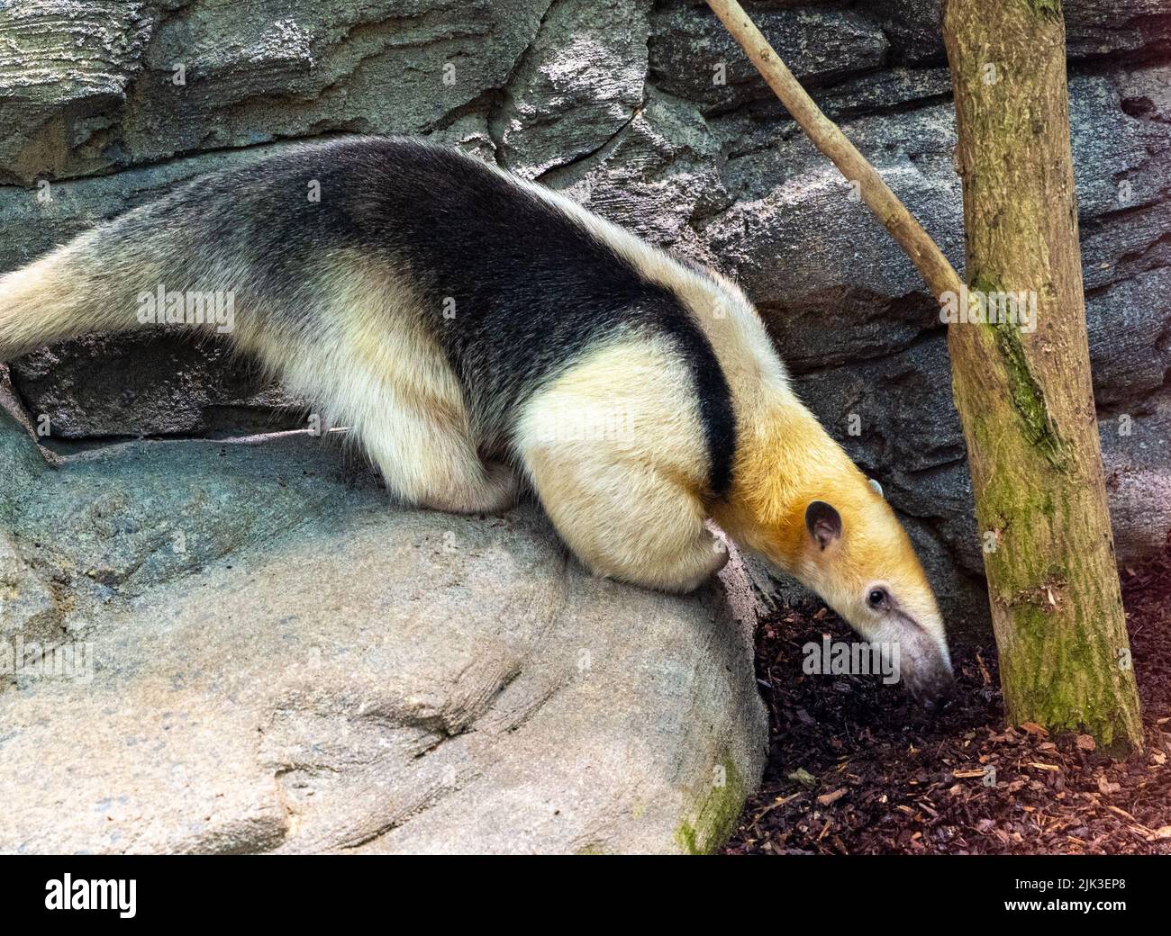 Nördliche Tamandua (Tamandua mexicana). Sie ist in Mittelamerika und im Nordwesten Südamerikas verbreitet Stockfoto