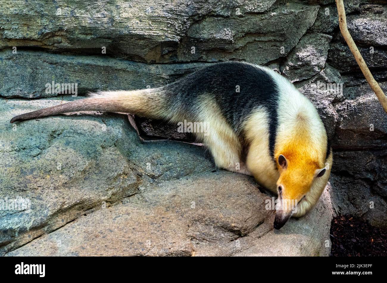 Nördliche Tamandua (Tamandua mexicana). Sie ist in Mittelamerika und im Nordwesten Südamerikas verbreitet Stockfoto