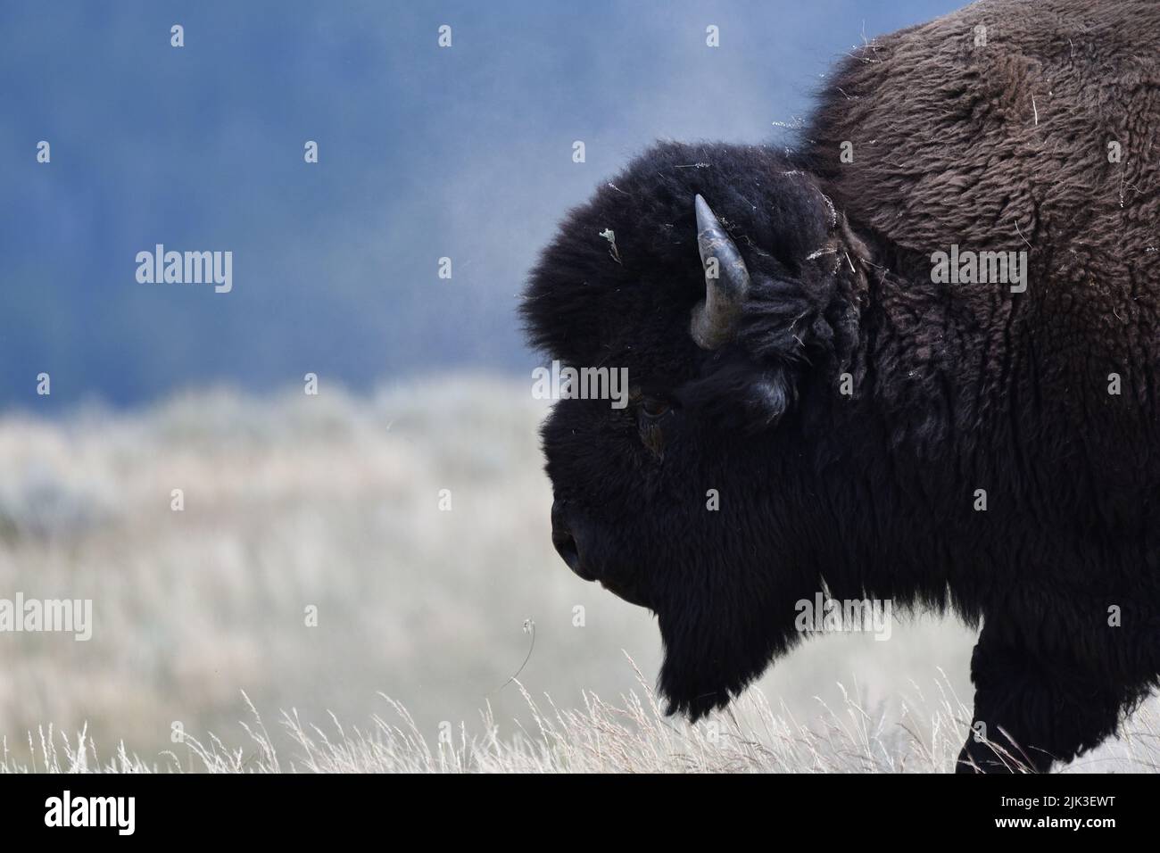 Mighty Bison im Yellowstone National Park USA Stockfoto