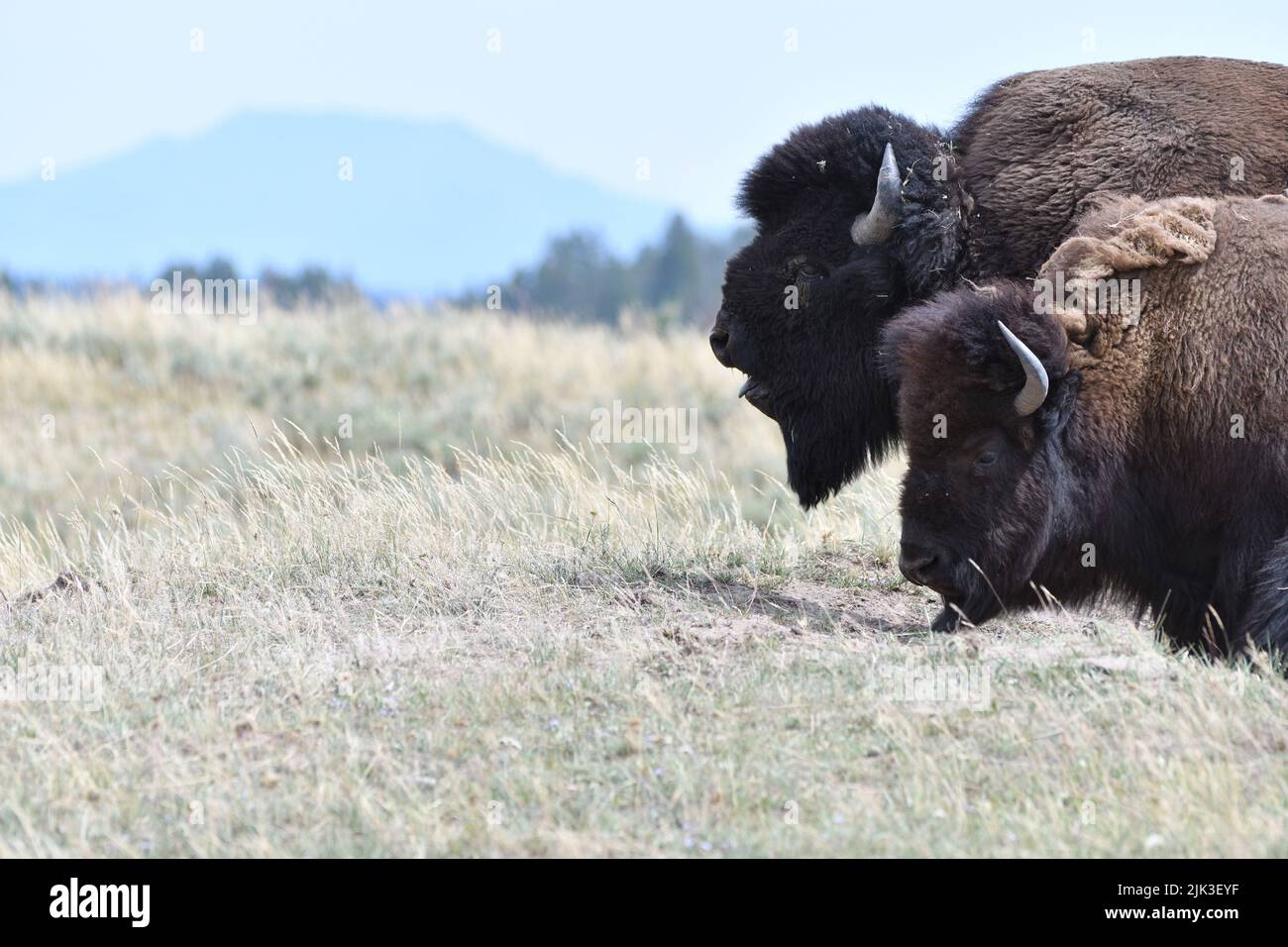 Mighty Bison im Yellowstone National Park USA Stockfoto