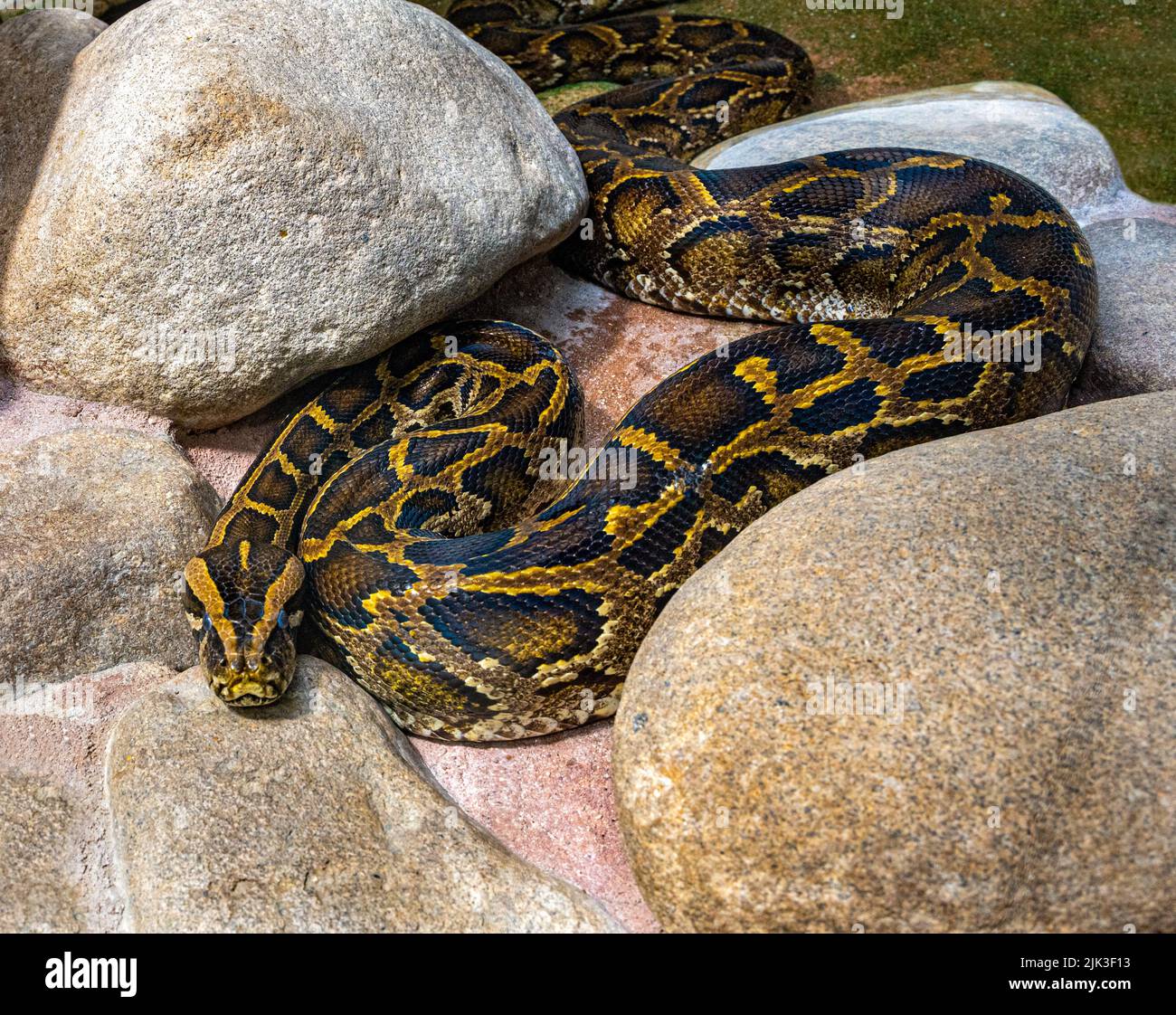 Nahaufnahme einer birmanischen Python auf dem Boden. Es stammt aus einem großen Gebiet Südostasiens. Stockfoto