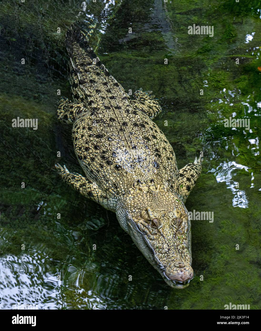 Weißes Salzwasser-Krokodil, auch (Crocodylus porosus), Albino, mossiert, Tierportrait, gefangen, Deutschland, Europa Stockfoto