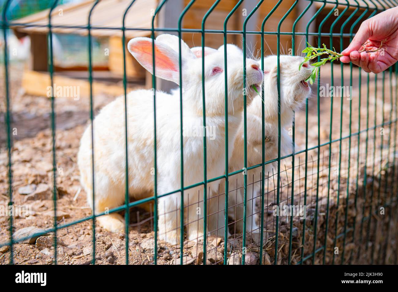 Zwei weiße Kaninchen werden durch die Riegel mit Gras gefüttert Stockfoto